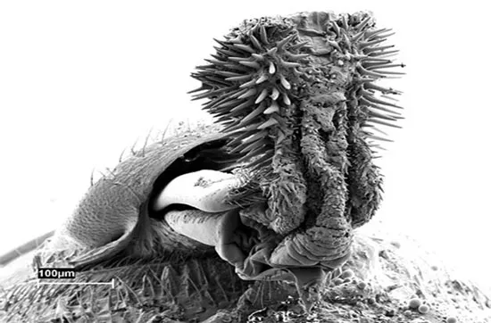 Mọt đậu