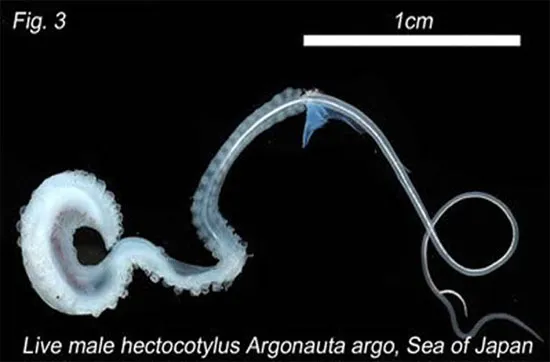 Mực argonaut