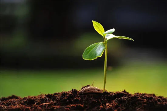 Lá nhân tạo sản xuất năng lượng từ nước ô nhiễm