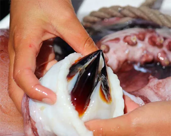 Bộ "răng" của con mực ống.
