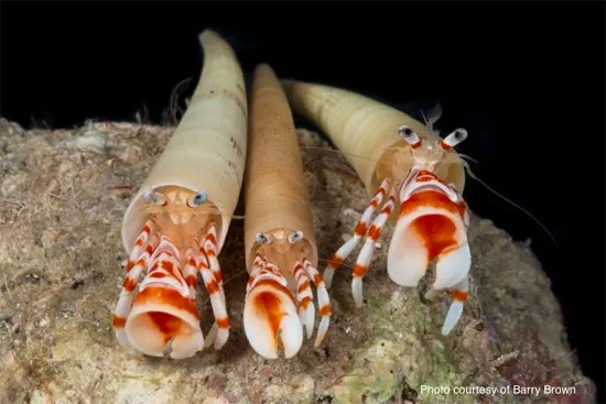 Cua Pylopagurus discoidalis.