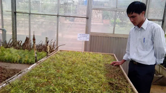 Thông hai lá dẹt hiện được nhân giống tại Đà Lạt