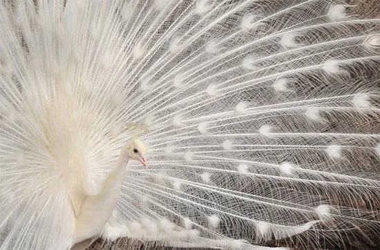 Công là loài chim có bộ lông đẹp nhất, nhưng cũng là loài có giọng "hót" “kinh khủng” nhất trong các loài chim.