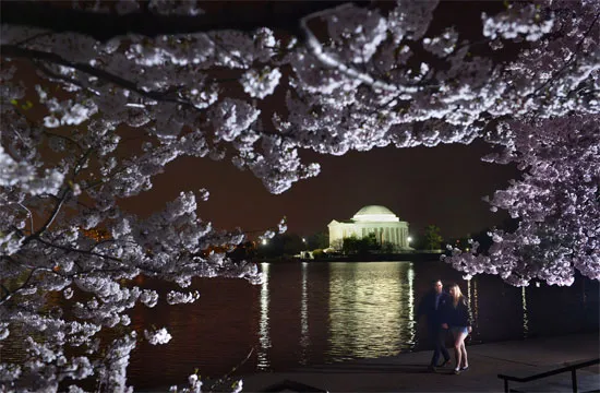 Chùm ảnh hoa anh đào tuyệt đẹp ở Washington (1)