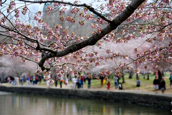 Chùm ảnh hoa anh đào tuyệt đẹp ở Washington (1)