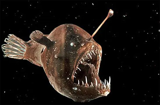 Loài cá angerfish (kẻ câu cá) có một bộ phận mọc dài trên đầu, trông như một cái gai xương sống.