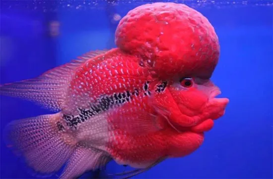 Bướu này thường chỉ xuất hiện trên đầu của cá đực thuộc loài cá cảnh cichlid trong thời gian giao phối.