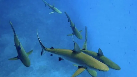 Cá mập Carcharhinus amblyrhynchos.