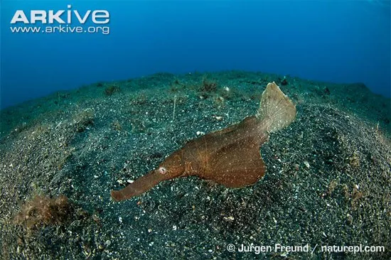 ソレノストムス・パエグニウス(Solenostomus paegnius、旧学名Solenichthys paegnius)は、言葉だけでは思い描くのが難しいほど奇妙な姿をした魚の科、カミソリウオ科に属する…
