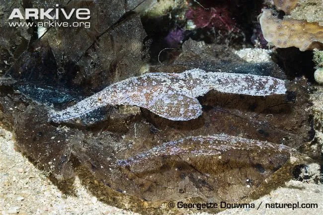 また、カミソリウオ科の魚はつがいで一生を過ごすことが多い、パートナーに忠実な魚でもある。