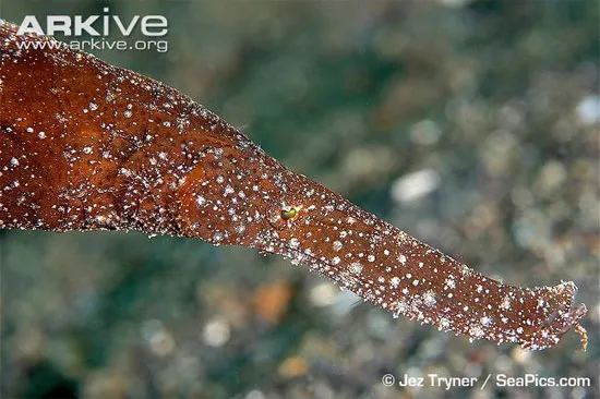 非常に珍しい魚だ。ベトナムのレッドデータブックによると、1995年以前にニャチャン沖で偶然1匹が捕獲されたが、それ以降は確認されていない。