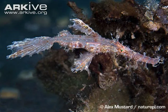 世界的に、カミソリウオ科の魚は海水魚の観賞用水槽で非常に人気がある。