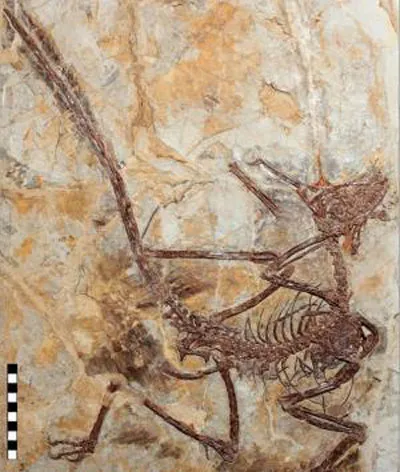 Nghiên cứu mới cho thấy loài khủng long bay nhỏ Microraptor sở hữu bản năng săn mồi hoàn hảo