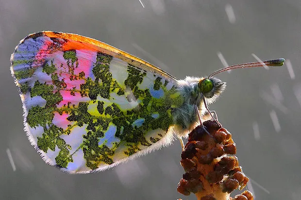 Bất chấp trời mưa, con bướm Orange Tip vẫn đậu trên một cành hoa ở Anh. Họ bướm Orange Tip phân bố ở châu Âu, châu Á và Bắc Mỹ. Một phần cánh của chúng có màu da cam.