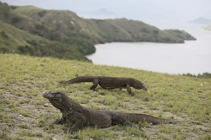 Hai con rồng Komodo trên đảo Komodo thuộc Indonesia.