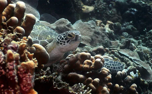 Rùa bơi trong rạn san hô gần đảo Bunaken, Indonesia.