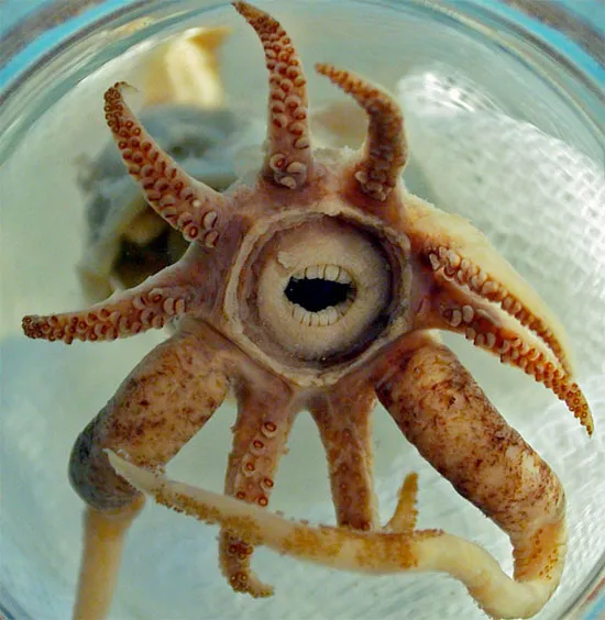 Mực Promacthoteuthis sulcus