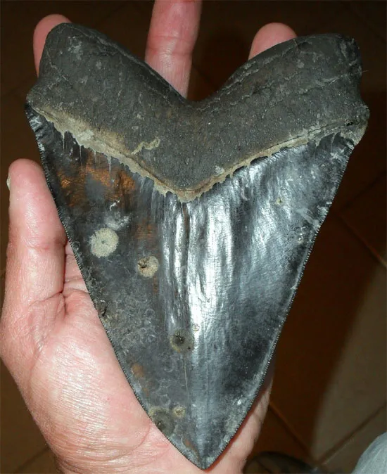 Cá mập tiền sử Megalodon