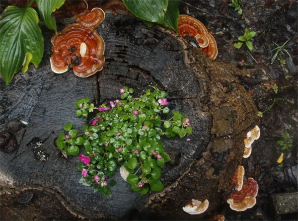 Nấm linh chi (tên khoa học là Ganoderma Lucidum) thuộc họ nấm Lim (Ganodermataceae). Các tên gọi khác của loài nấm này là Tiên thảo, nấm trường thọ, vạn niên nhung.
