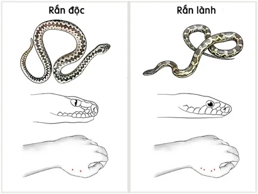 Phân biệt rắn độc và rắn không độc