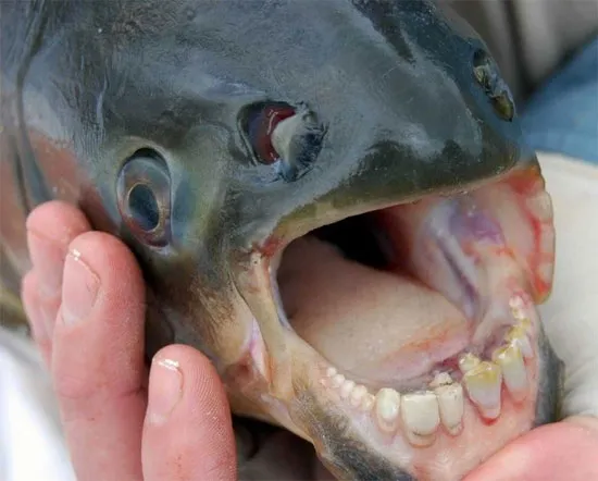 Cá Pacu