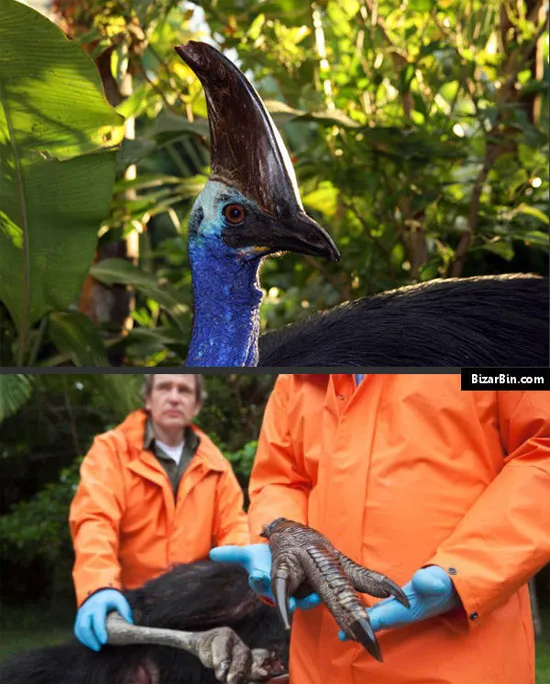 Đà điểu cassowary