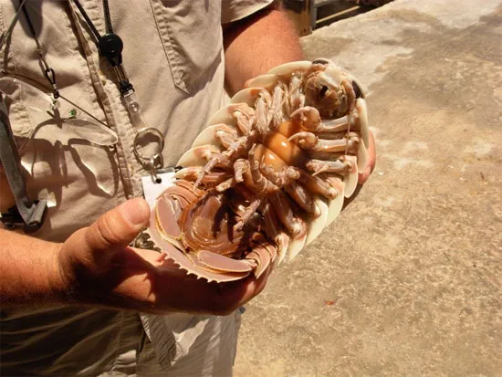Bọ khổng lồ isopoda