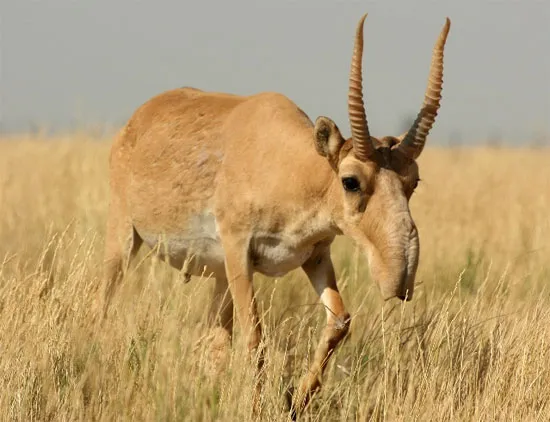 Linh dương saiga