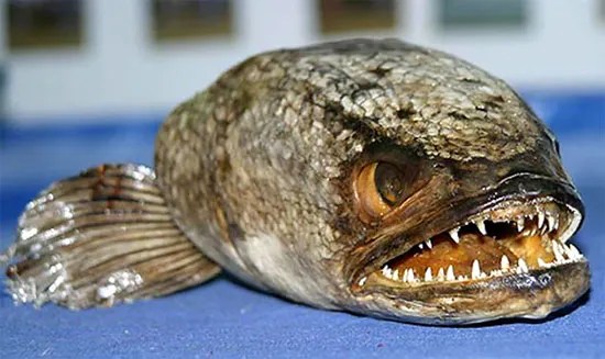 Cá snakehead