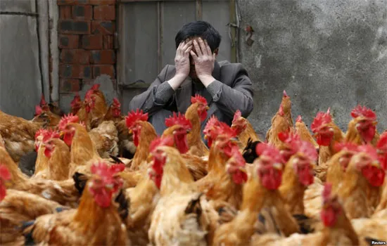 Trung Quốc công bố nguồn gốc H7N9