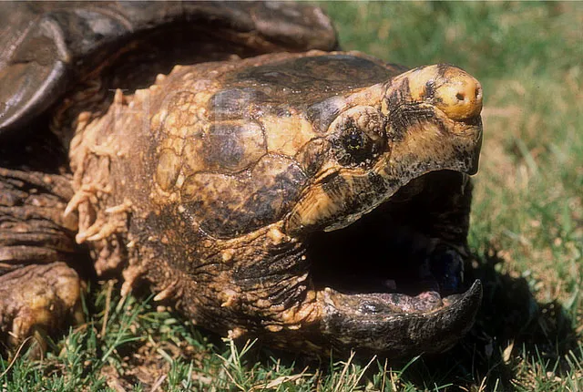 Rùa Alligator snapping turtle (AST) là phân loài duy nhất của chi Macrochelys. Chúng là một trong những loài rùa nước ngọt lớn nhất thế giới, phân bố ở vùng Bắc Mỹ.