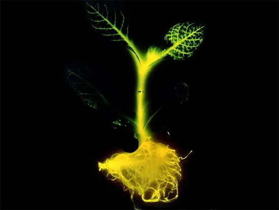 Việc cấy luciferase vào cây cối có thể khiến chúng phát quang.