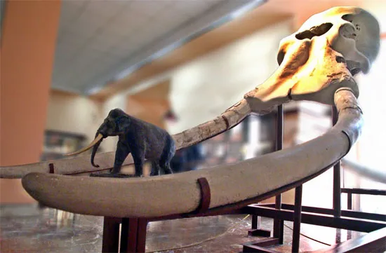 Sọ loài voi Palaeoloxodon