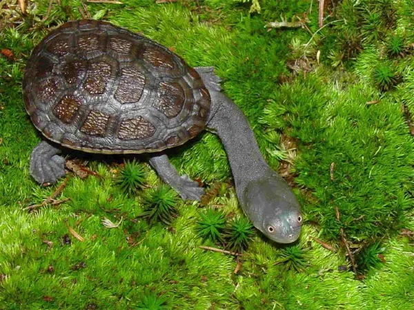 Rùa cổ rắn (Chelodina longicollis) hay còn gọi là rùa cổ dài, phân bố chủ yếu ở các vùng nước ngọt như đầm lầy hay hồ nước tại Australia.