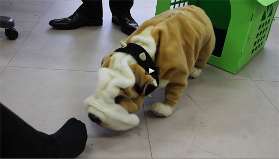 Nhật Bản phát triển robot giúp phát hiện hôi miệng, hôi chân