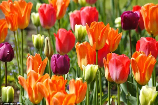 Những bông hoa tulip đủ màu sắc.