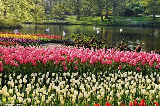 Hoa tulip khoe sắc bên hồ nước với những cặp thiên nga trắng.