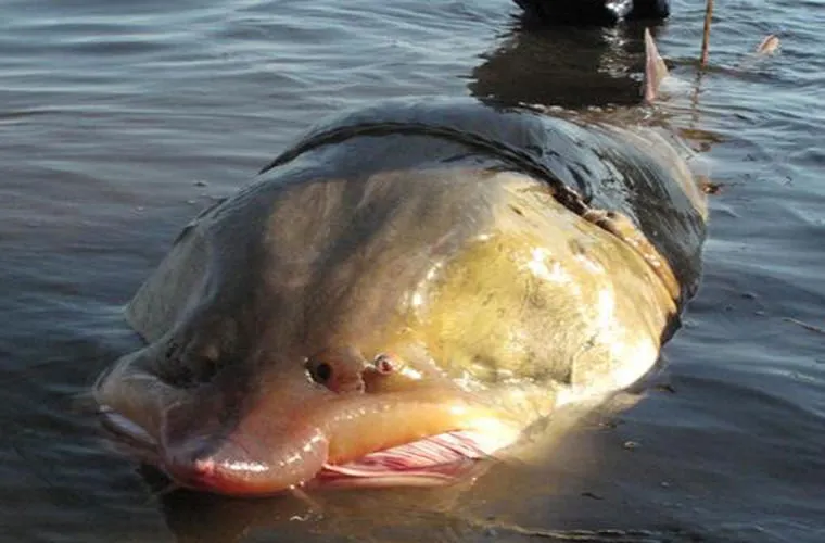 Cá tầm Beluga