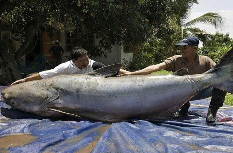 Cá da trơn