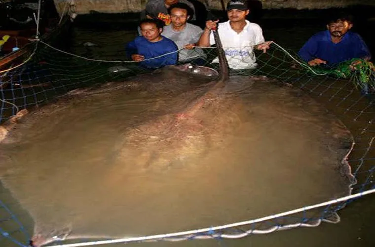 Cá đuối nước ngọt khổng lồ