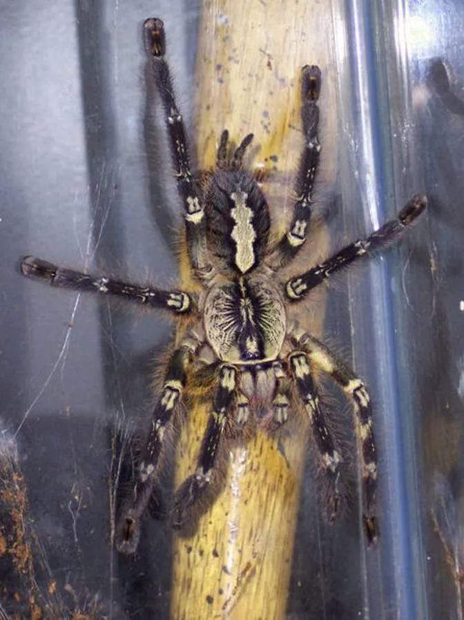 Nhện đen lớn Tarantula