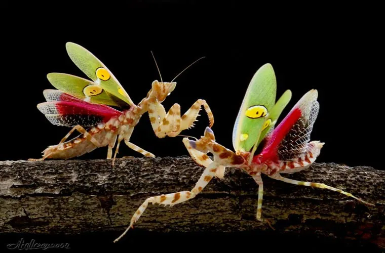 Bọ ngựa hoa gai chỉ dài từ 3-5cm nên thức ăn của chúng chỉ là những loài bướm và ruồi.