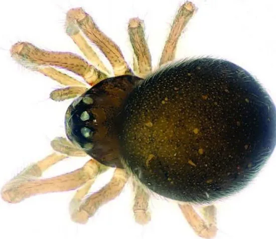Loài nhện Mysmenidae wawuensis.