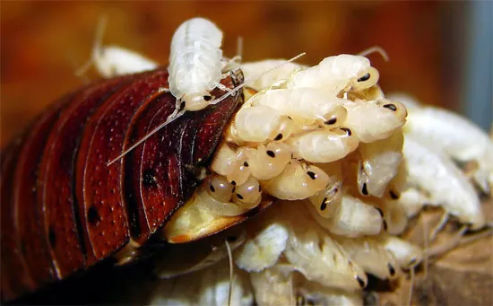Gián cái sinh sản mà không cần gián đực.