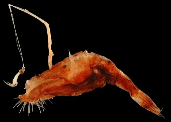 Cá cần câu hay cá Wolftrap (Anglerfishes) thuộc họ cá xương Lophiiformes.