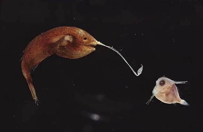 Ngoài ra, chúng cũng gây sự chú ý đặc biệt nhờ chiếc “cần câu” tự nhiên trên đỉnh đầu.