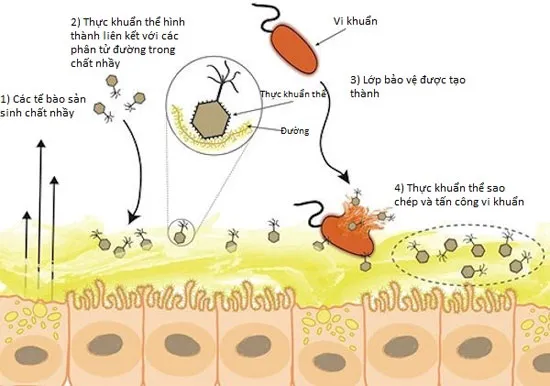 Hệ miễn dịch kì lạ trên chất nhầy của con người và động vật