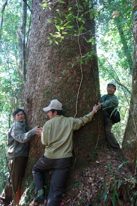 Thông hai lá dẹt ở rừng Bidoup
