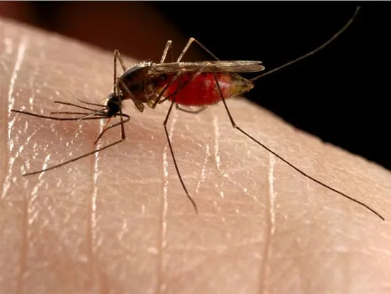 Muỗi có thể bị biến đổi gene khiến khứu giác bị vô hiệu hóa với mùi người.