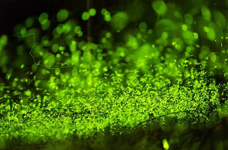 Hàng ngàn con đom đóm thắp sáng cả khu rừng